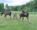 images/Schweden/Schweden 2012/IMG_0764.jpg